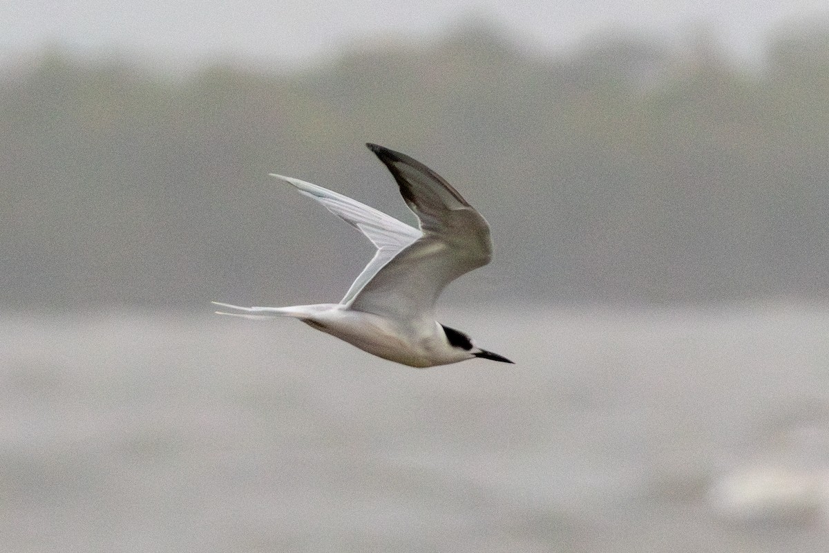 Common Tern - ML637023418