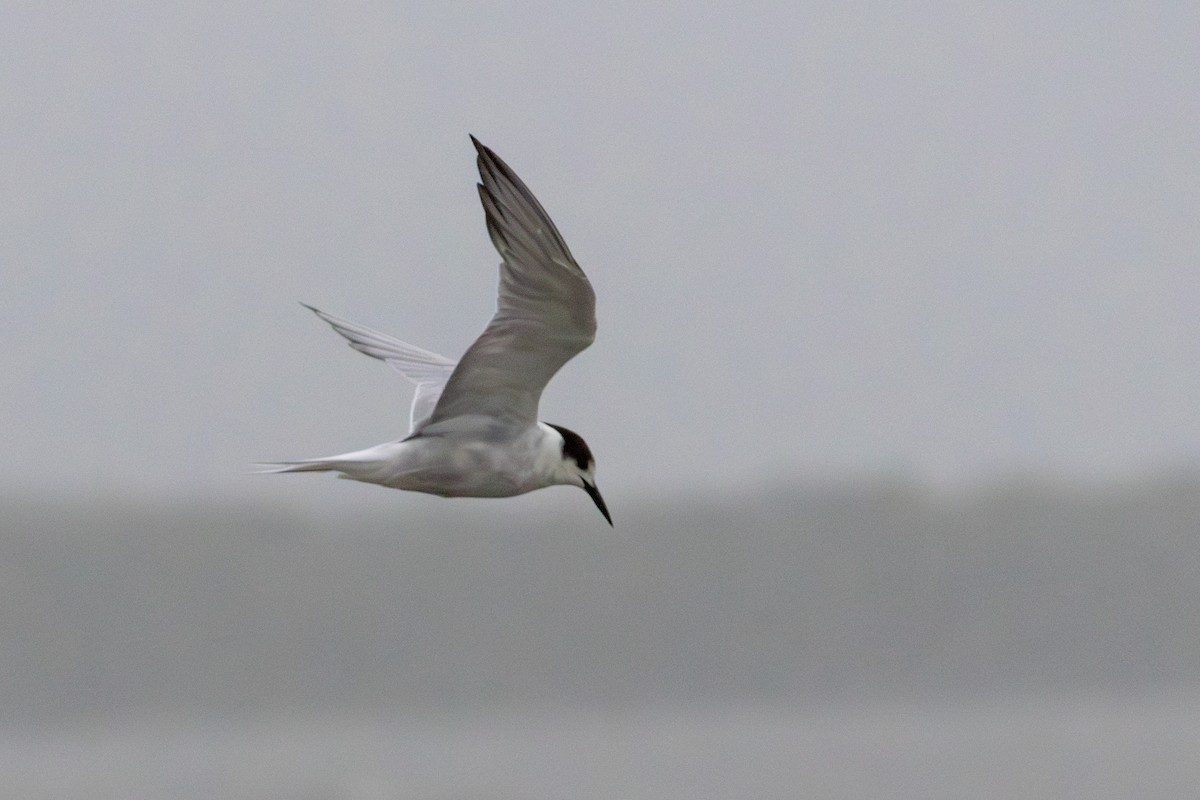 Common Tern - ML637023419