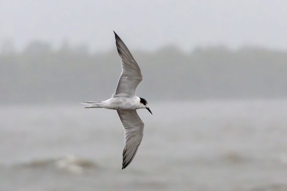 Common Tern - ML637023420