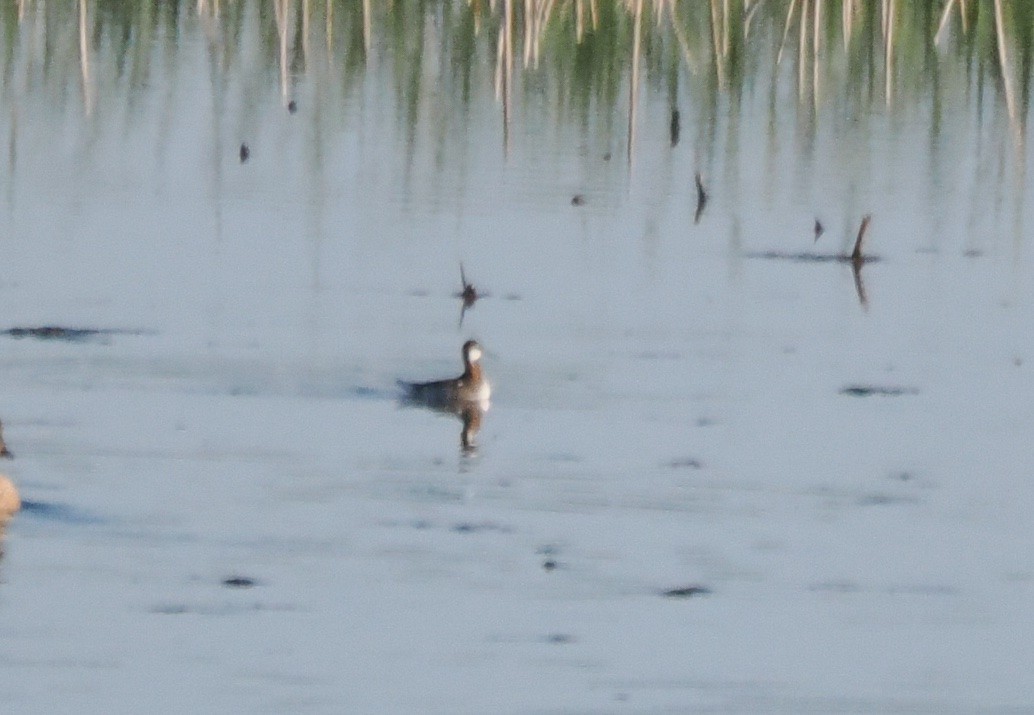 Red-necked Phalarope - ML637023447