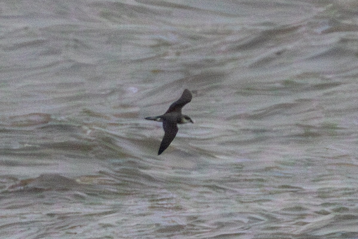 Black-winged Petrel - ML637023505