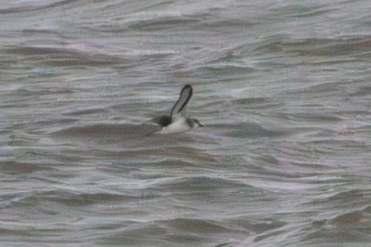 Black-winged Petrel - ML637023507