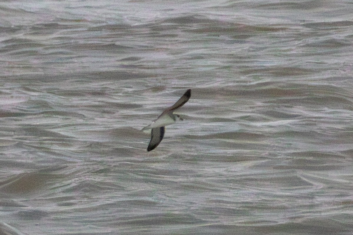 Black-winged Petrel - ML637023509