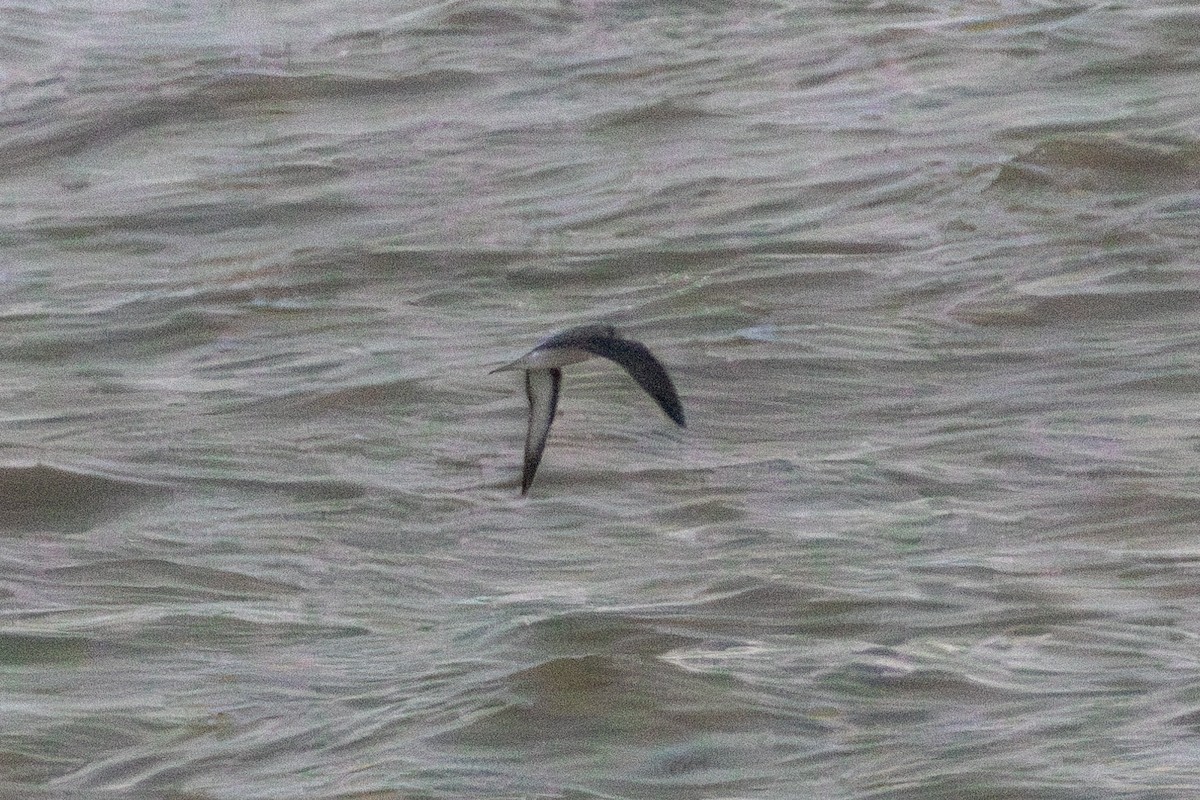 Black-winged Petrel - ML637023510
