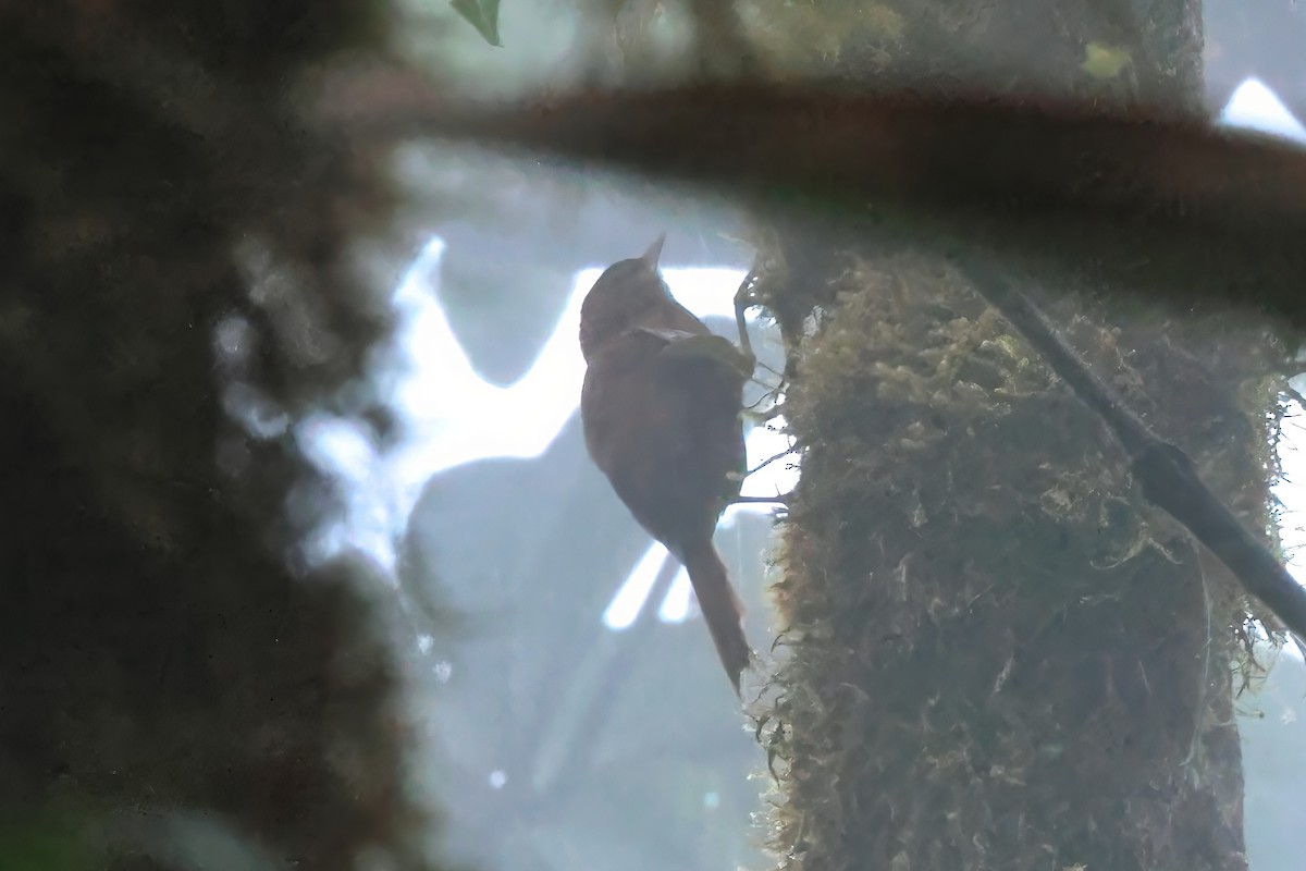 Fulvous-dotted Treerunner - ML637023599
