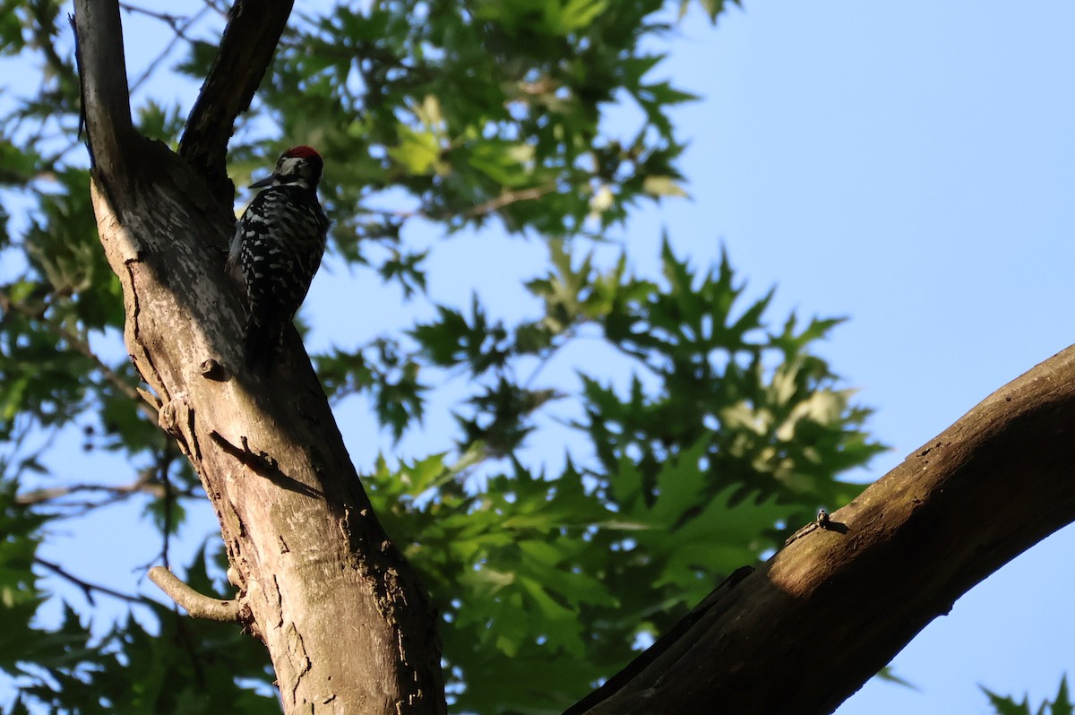 White-backed Woodpecker - ML637023681