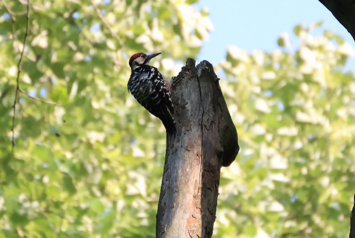 White-backed Woodpecker - ML637023688