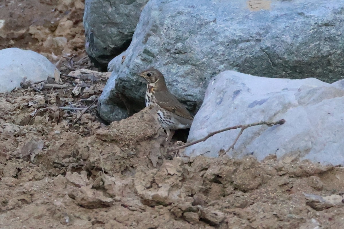 Song Thrush - ML637023700