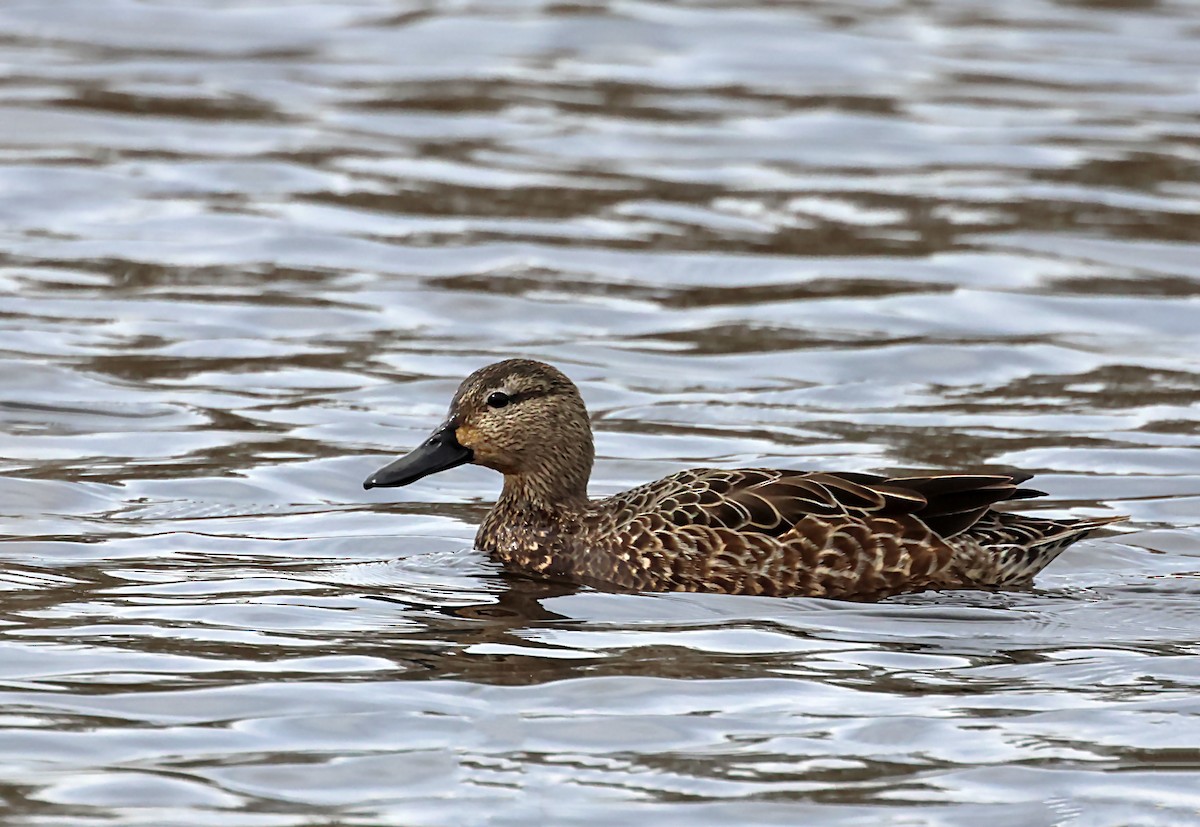 Blue-winged Teal - ML637023703