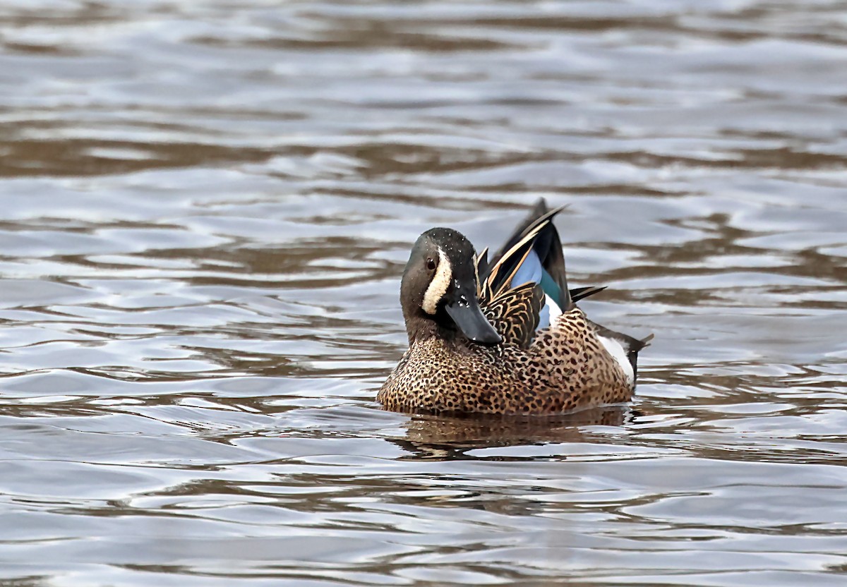 Blue-winged Teal - ML637023705