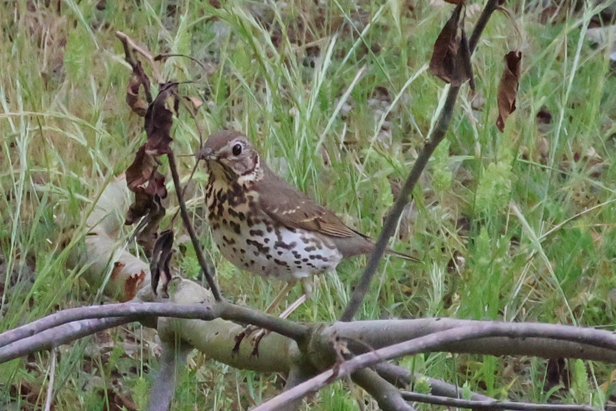 Song Thrush - ML637023715