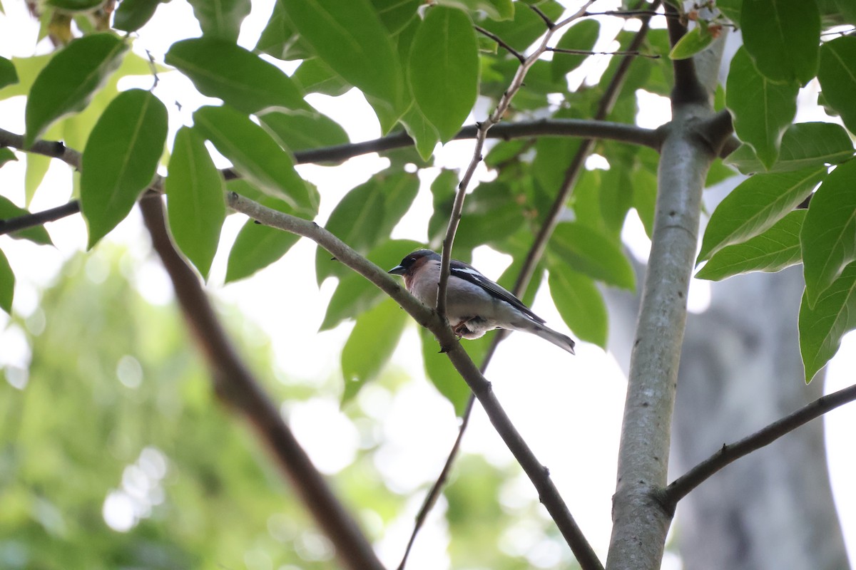 Common Chaffinch - ML637023732