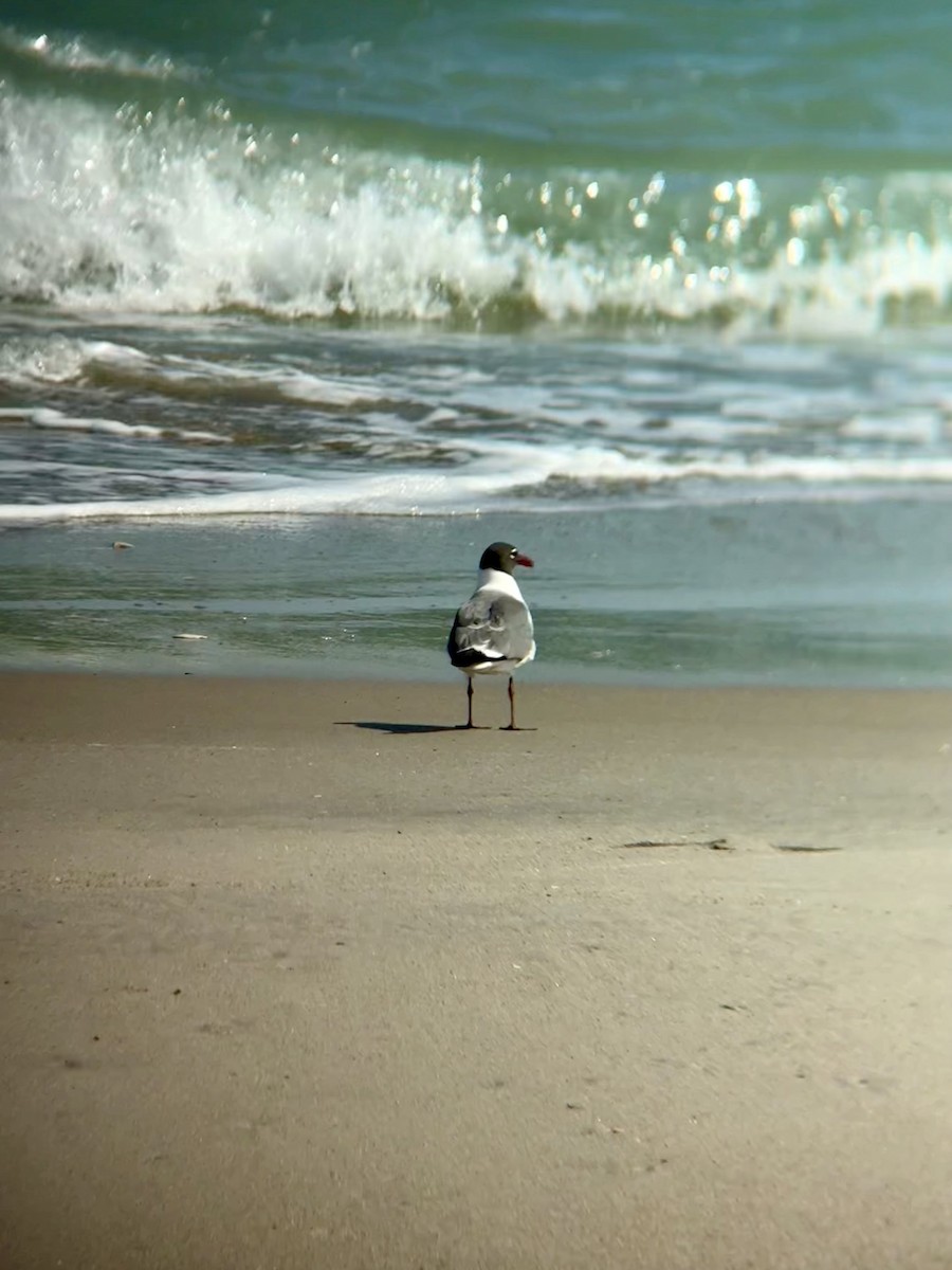 Laughing Gull - ML637023736