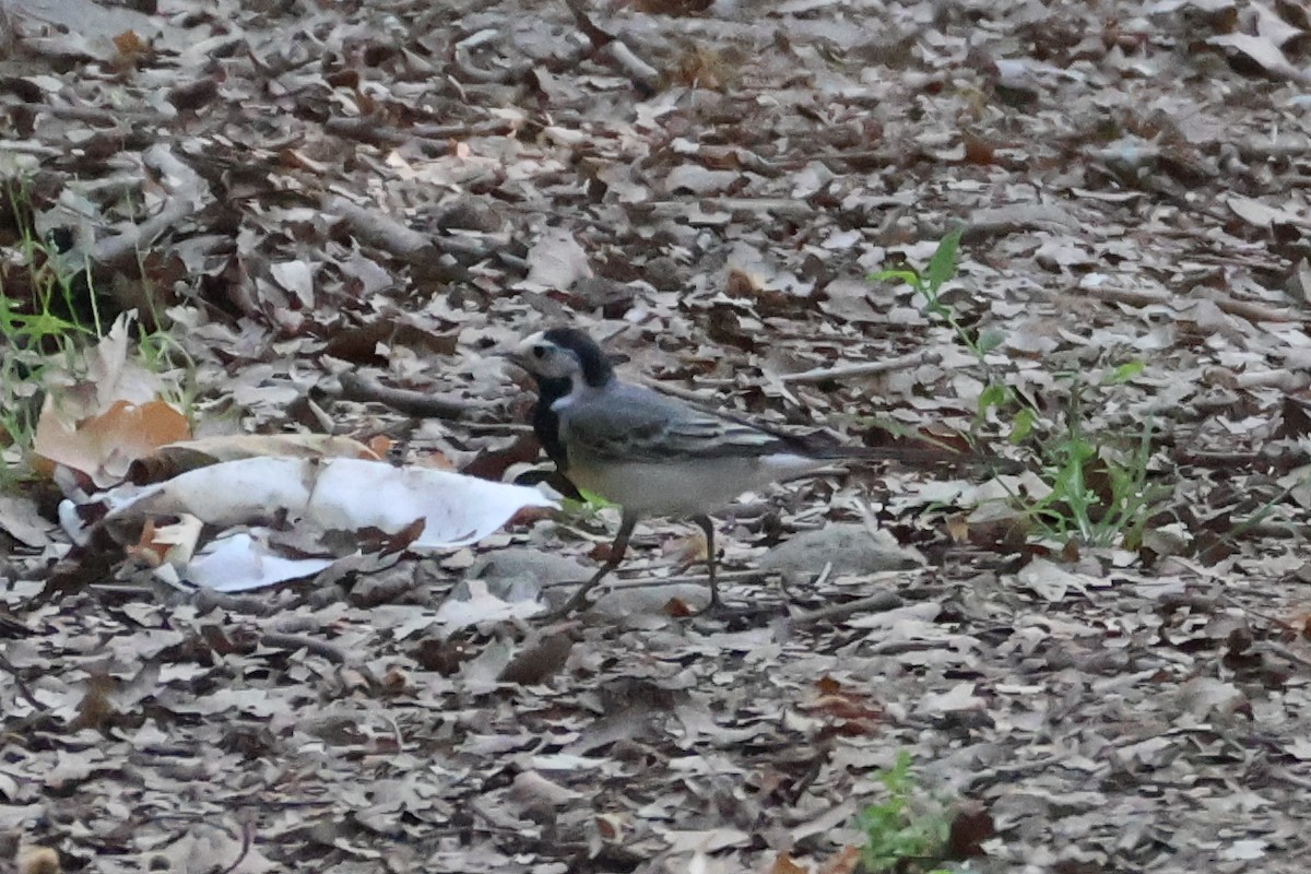 White Wagtail - ML637023740