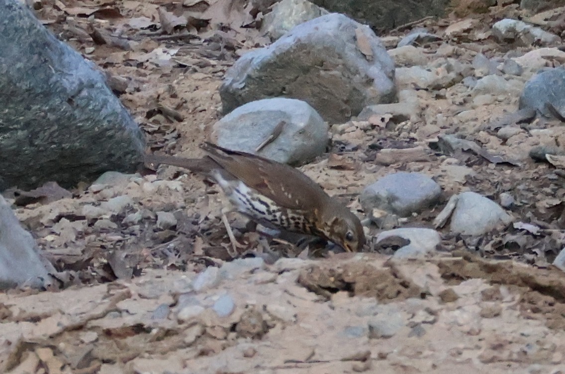 Song Thrush - ML637023759
