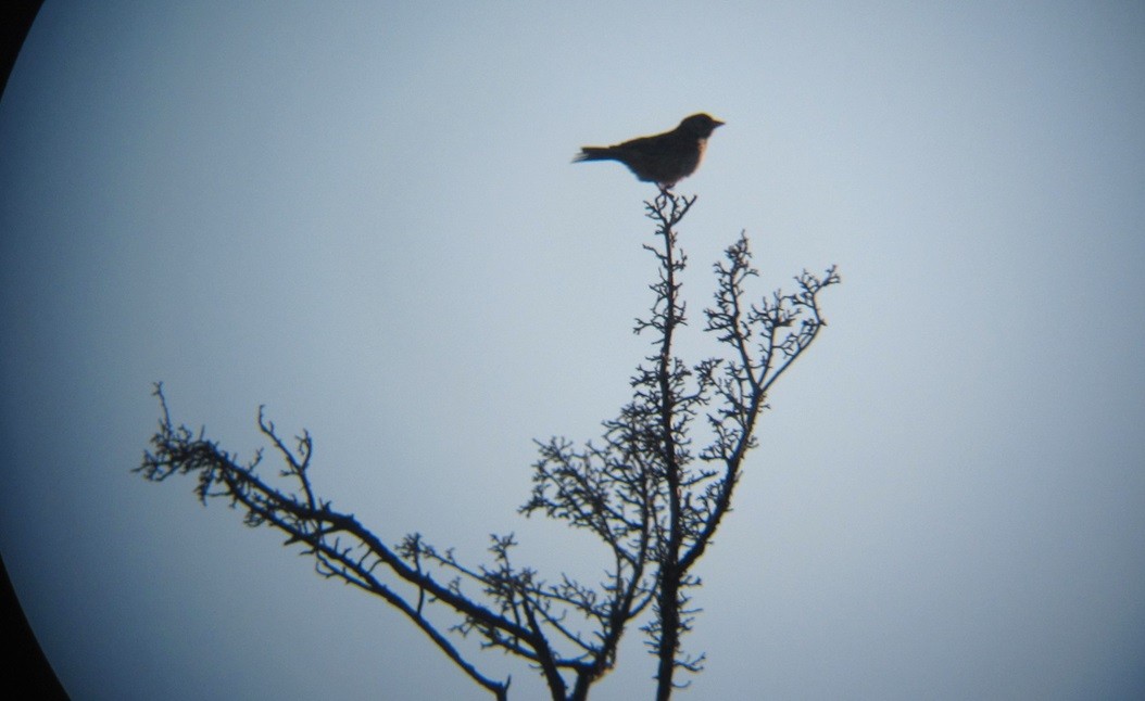 Vesper Sparrow - ML637023844