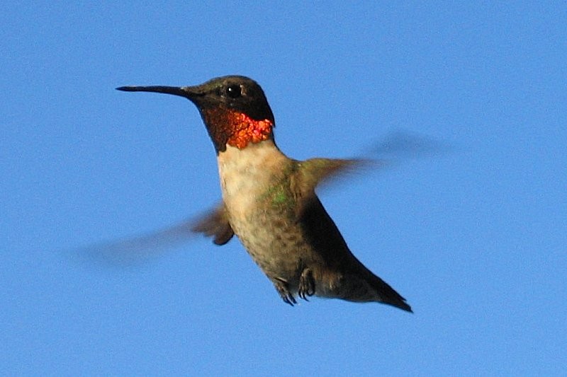 Ruby-throated Hummingbird - ML63702391