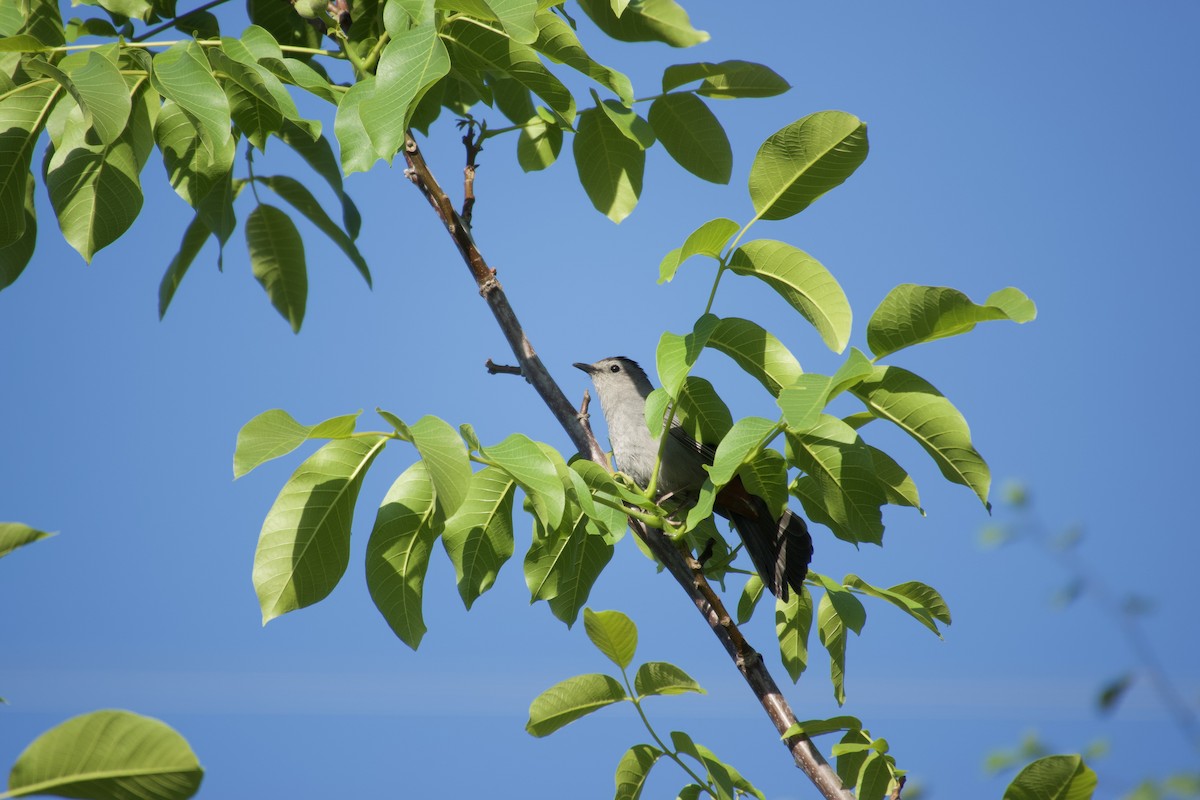 Gray Catbird - ML637023927