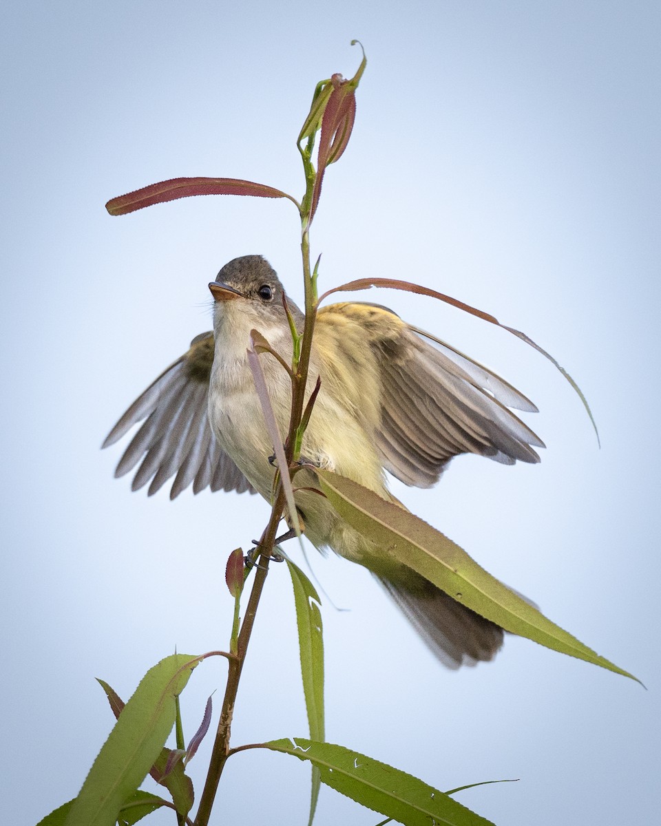 Willow Flycatcher - ML637023931