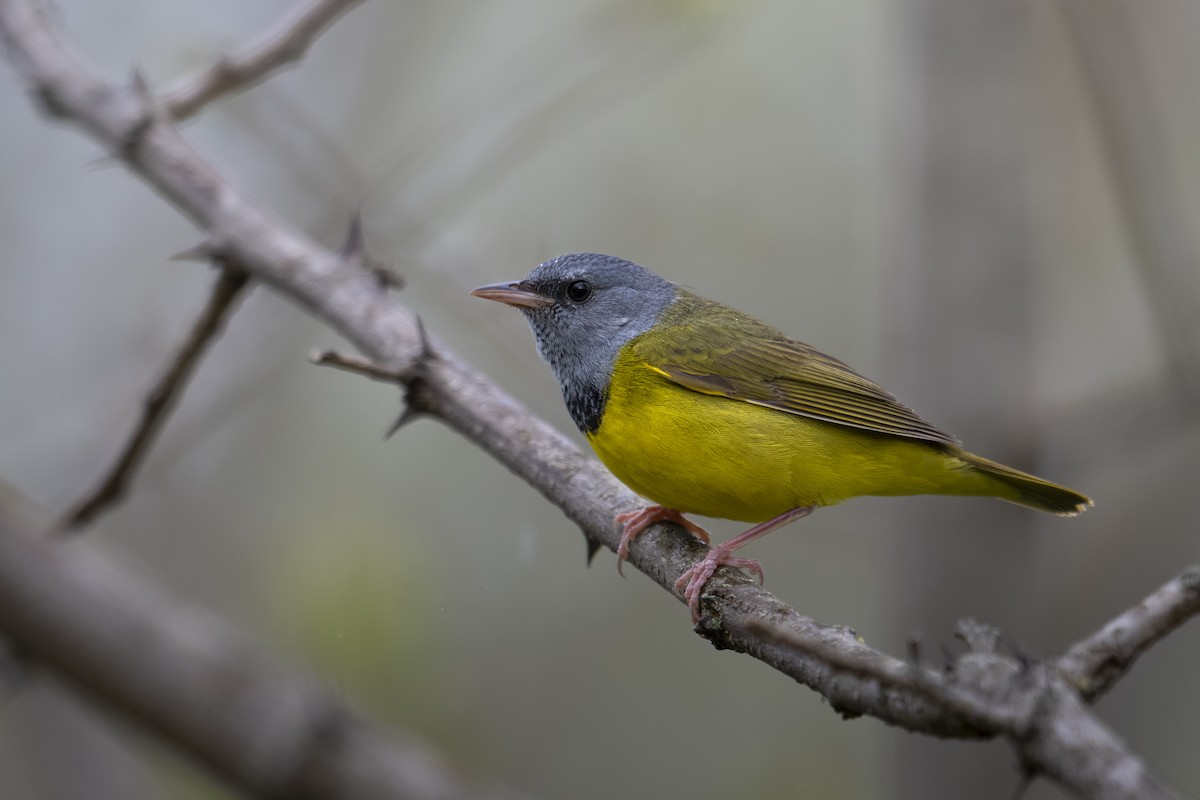 Mourning Warbler - ML637023942