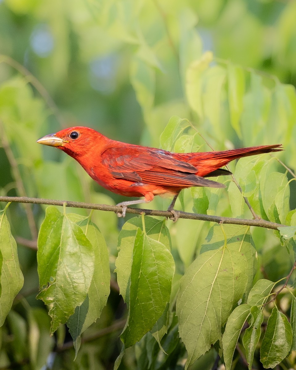 Summer Tanager - ML637023943