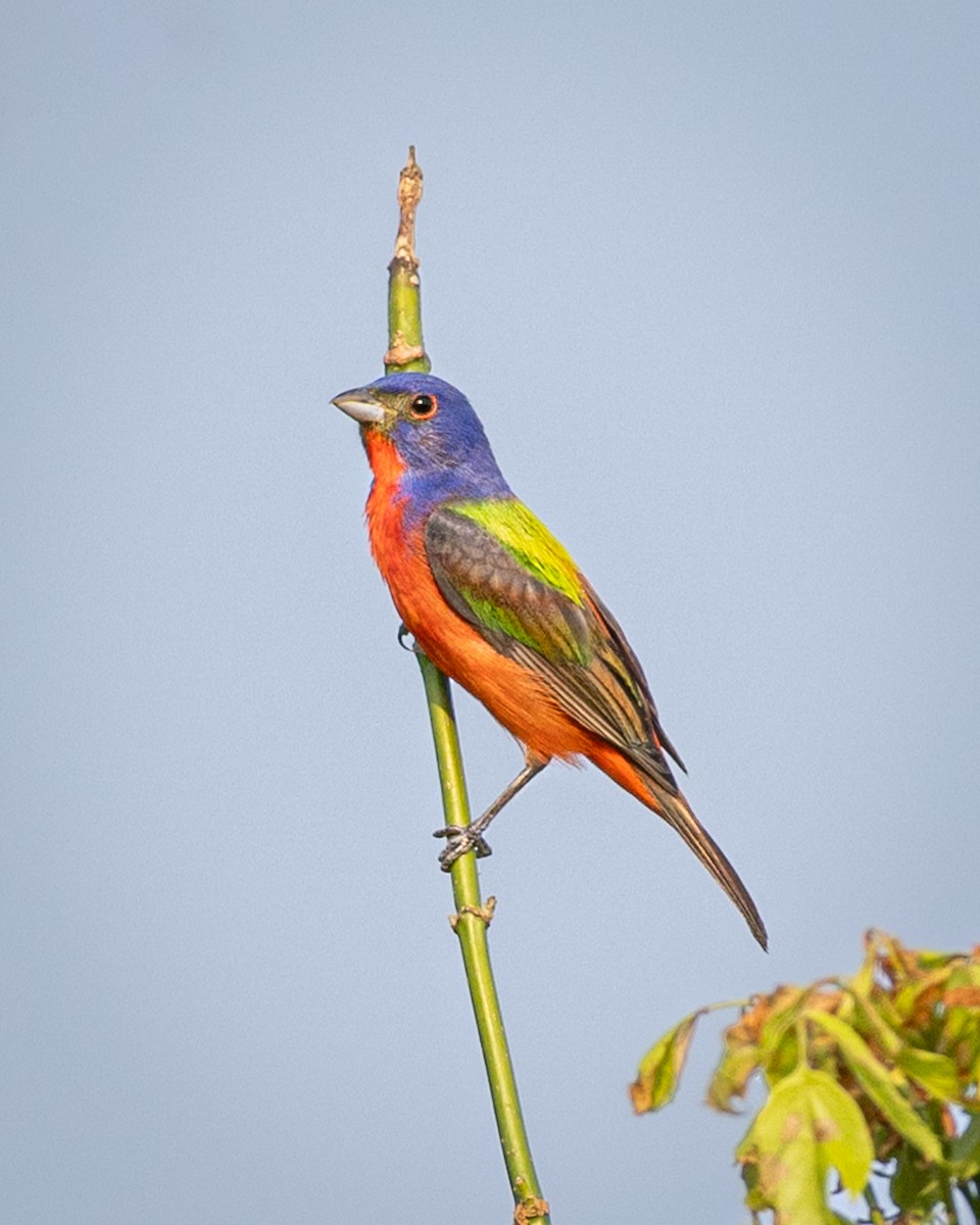 Painted Bunting - ML637023970