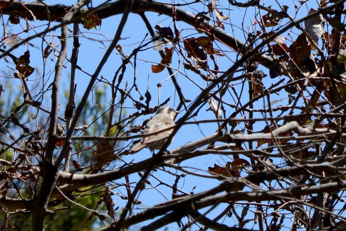Black-eared Cuckoo - ML637023989
