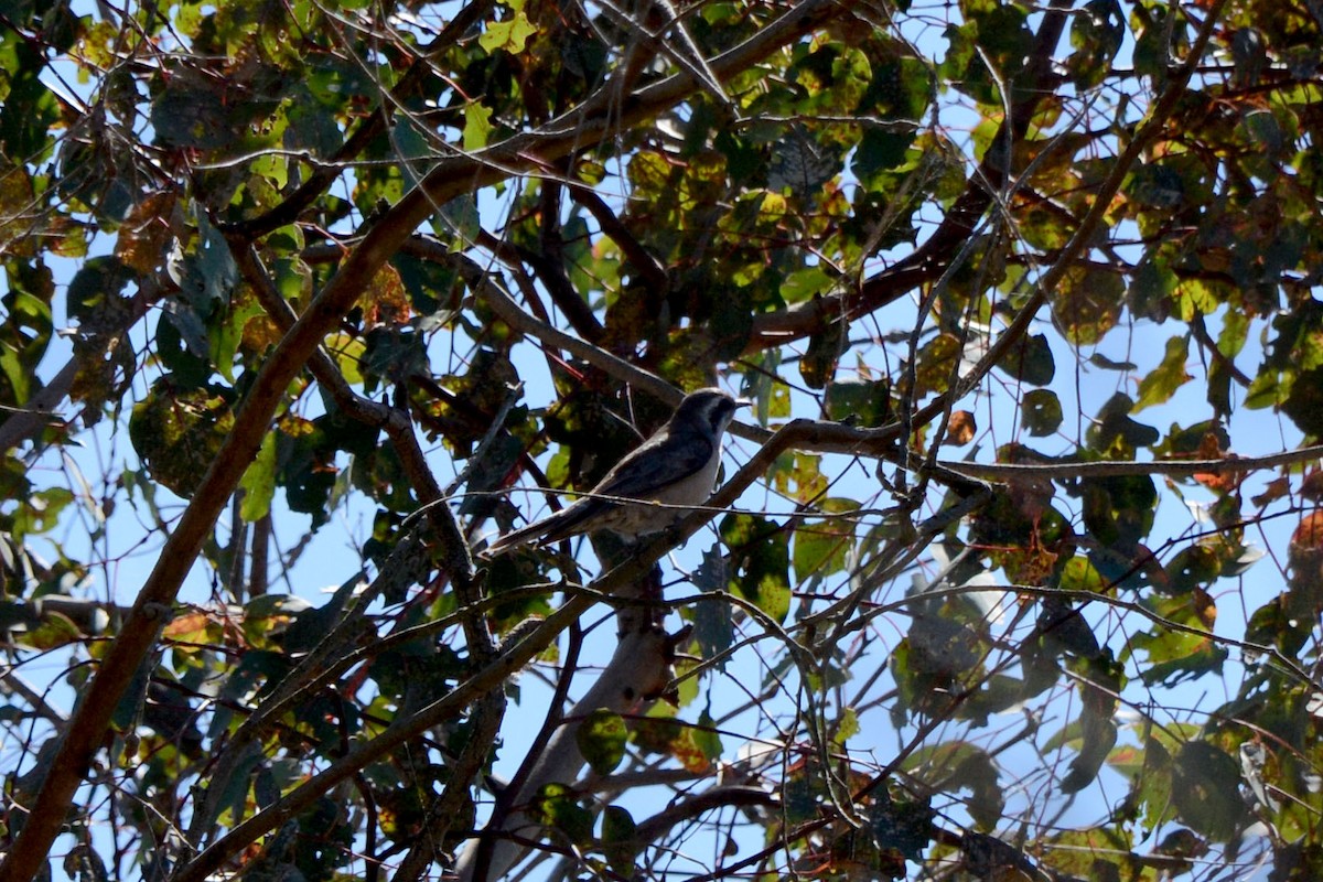 Black-eared Cuckoo - ML637023993