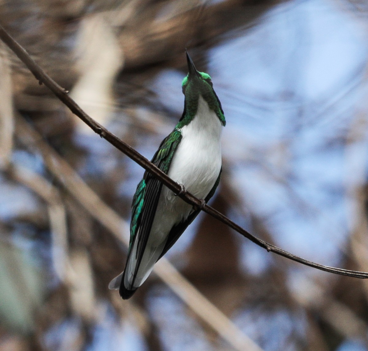 Black-eared Fairy - ML637024085