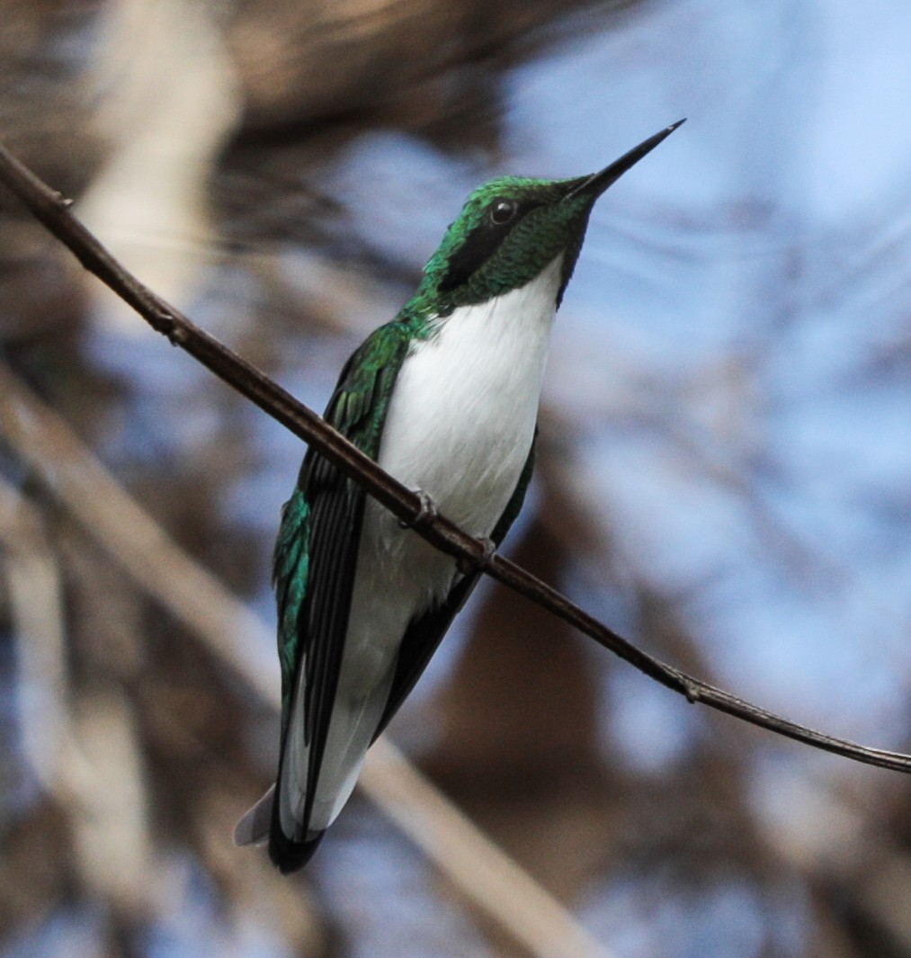 Black-eared Fairy - ML637024086