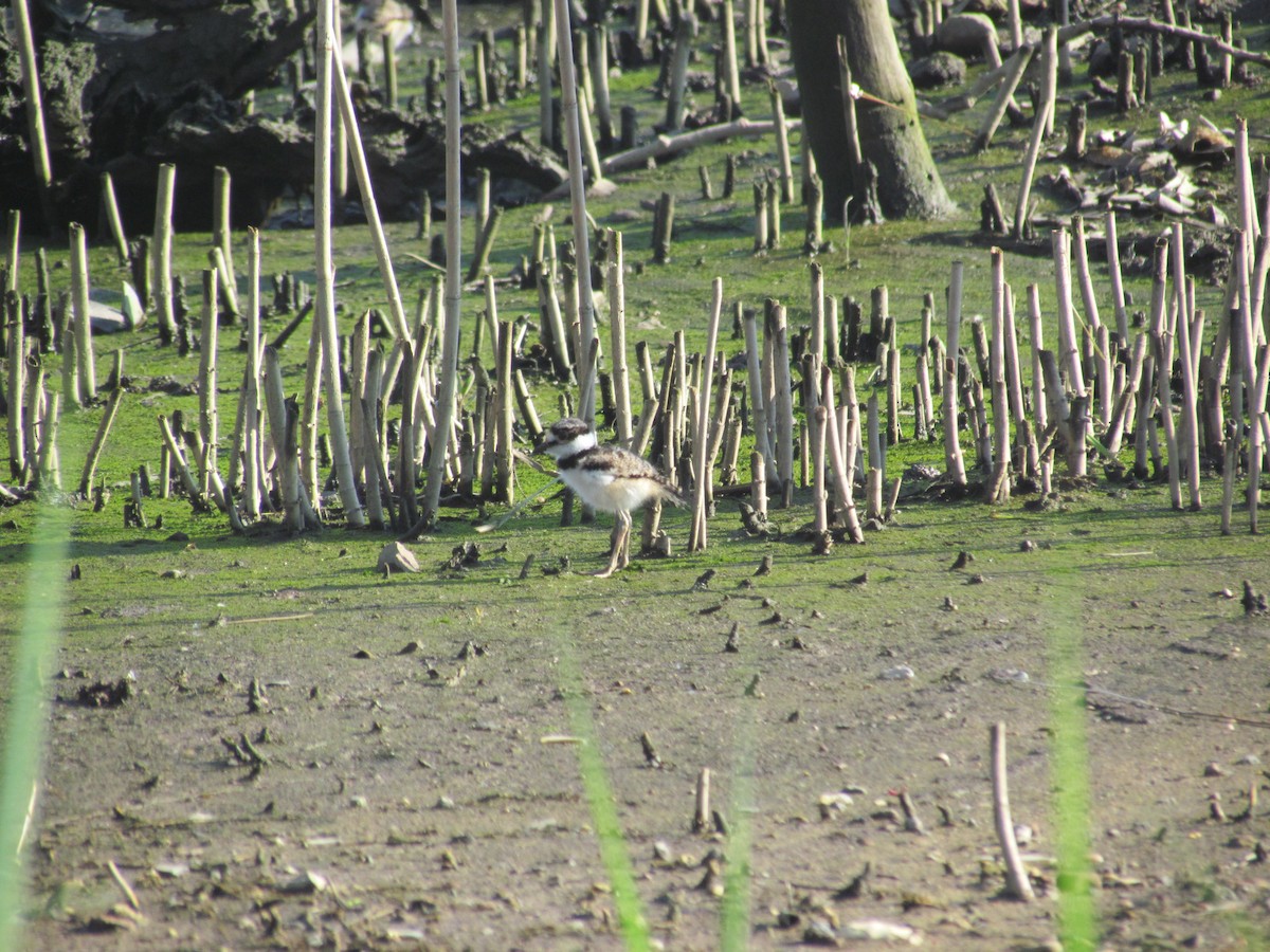 Killdeer - ML637024089