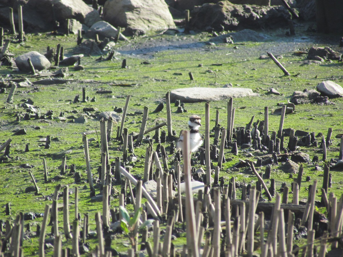 Killdeer - ML637024090