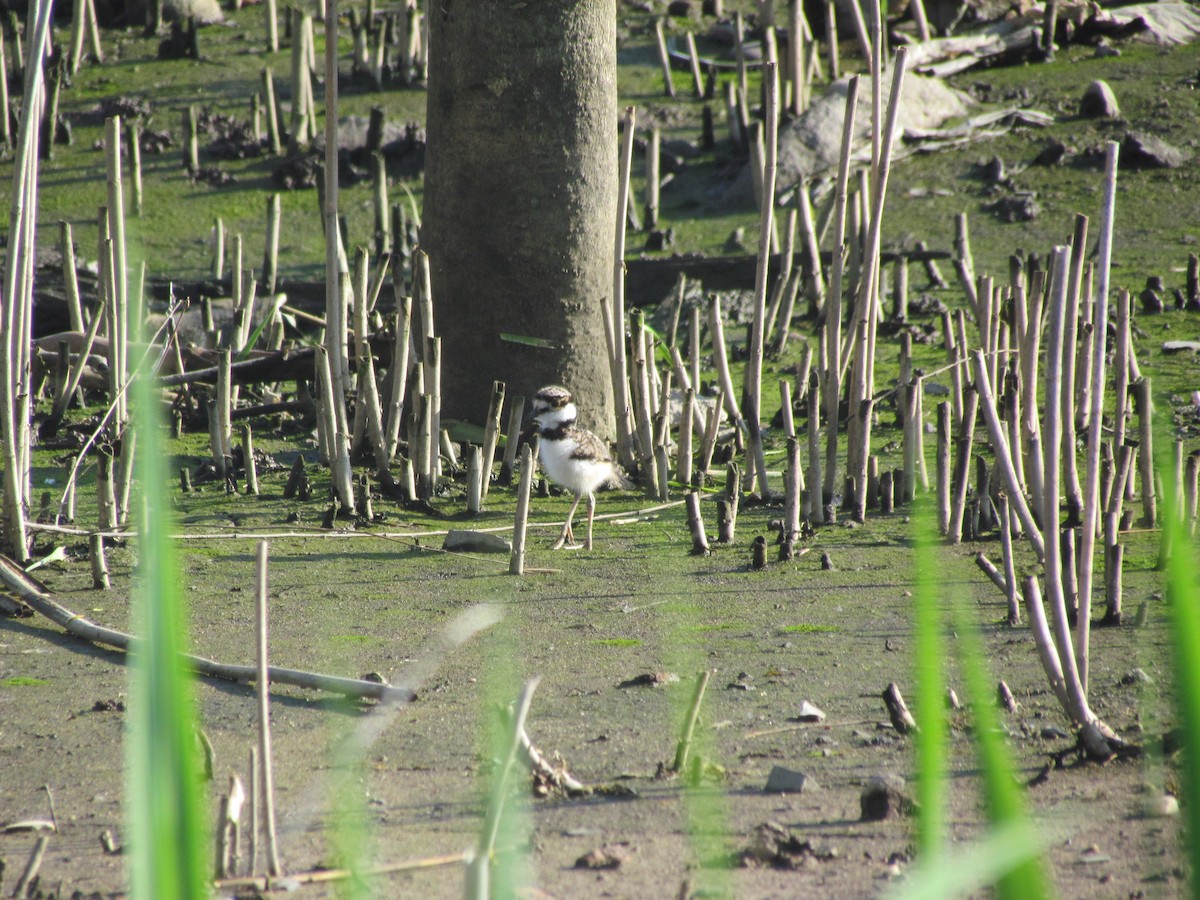 Killdeer - ML637024091