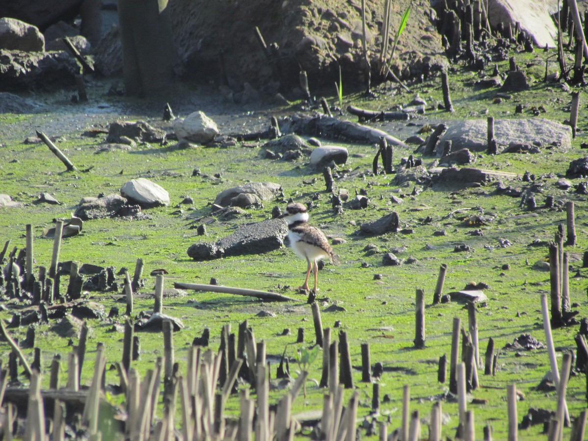 Killdeer - ML637024092