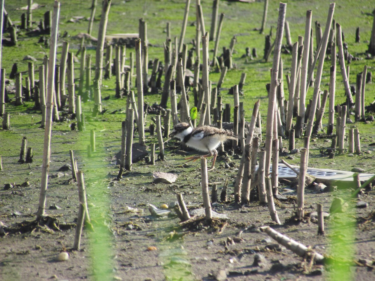 Killdeer - ML637024095