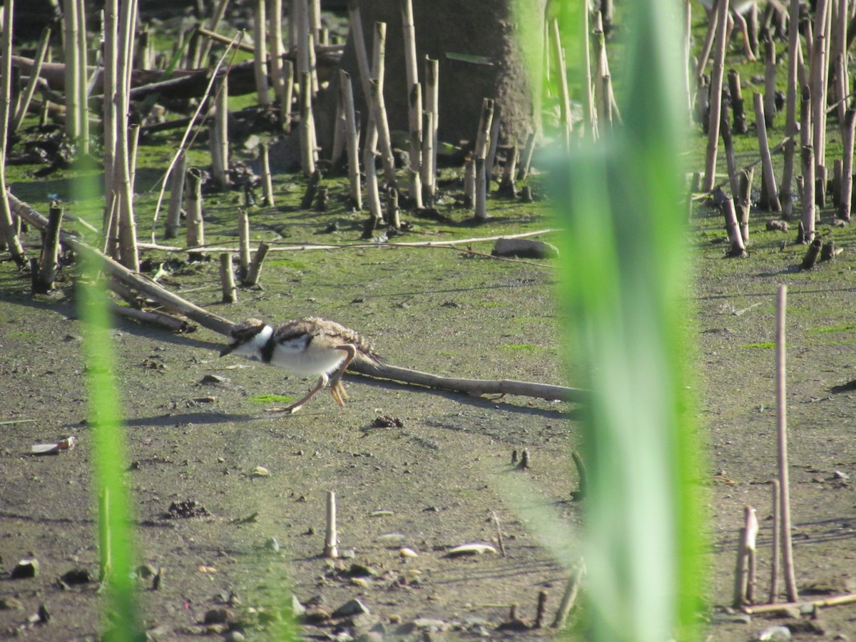 Killdeer - ML637024096