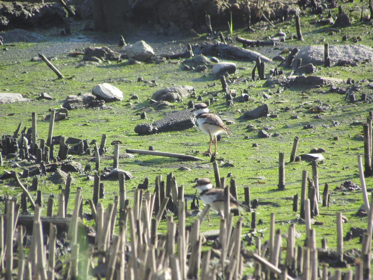 Killdeer - ML637024097