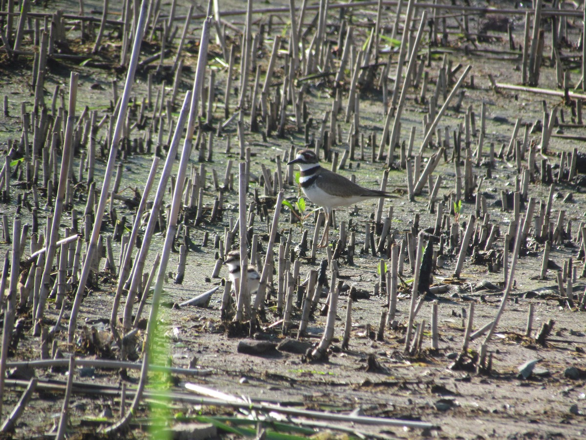 Killdeer - ML637024102