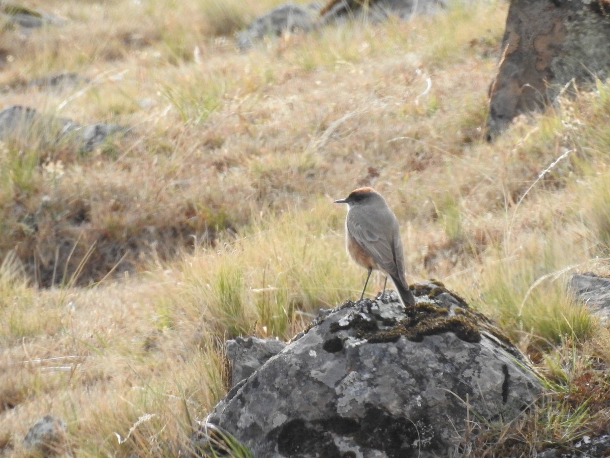 Cinnamon-bellied Ground-Tyrant - ML637024104