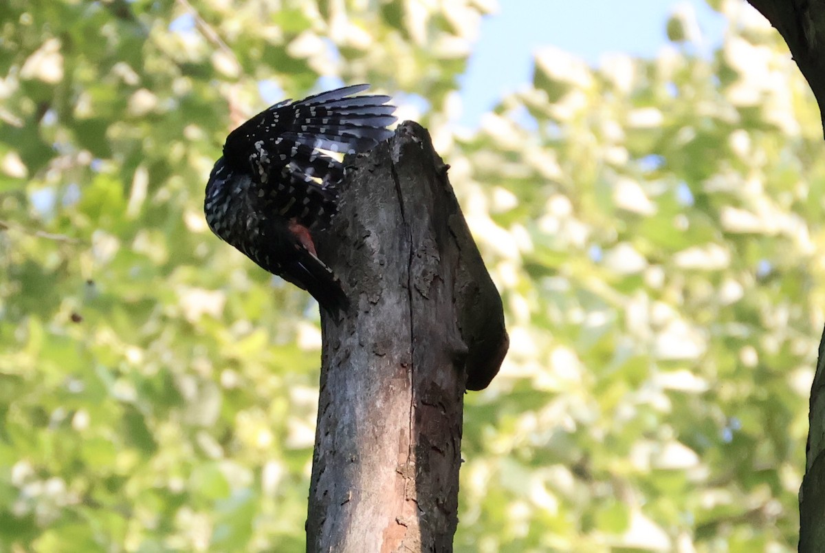 White-backed Woodpecker - ML637024214