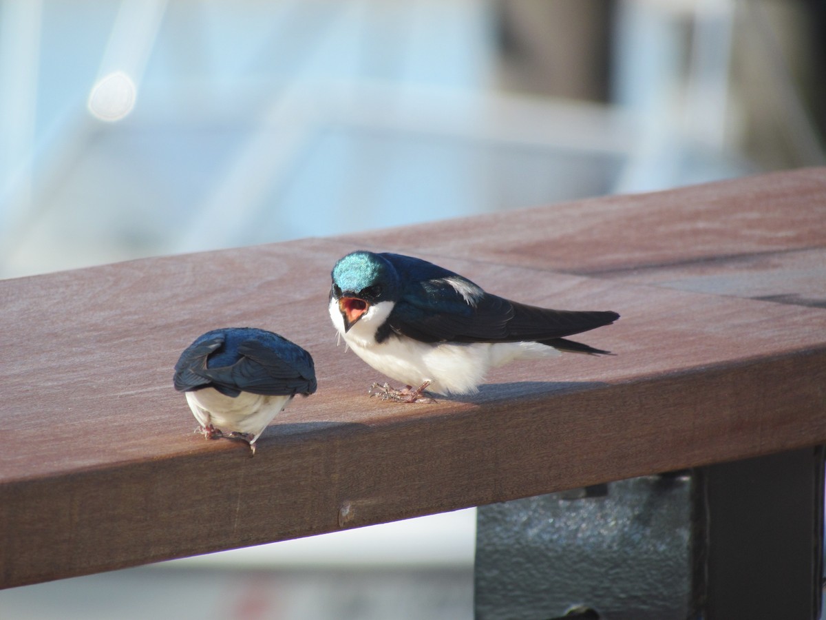 Tree Swallow - ML637024248