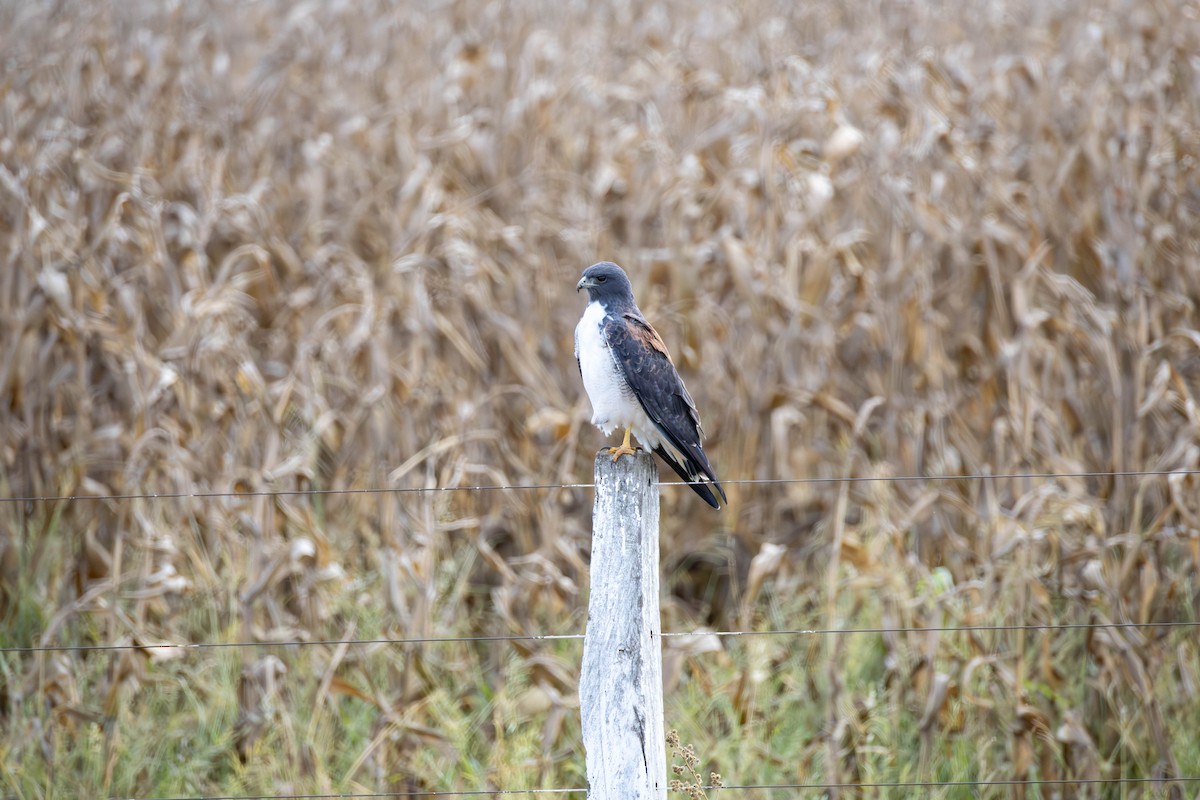 White-tailed Hawk - ML637024324