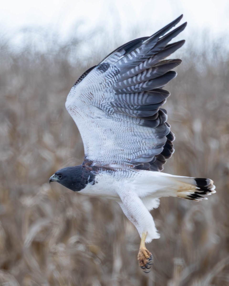White-tailed Hawk - ML637024336