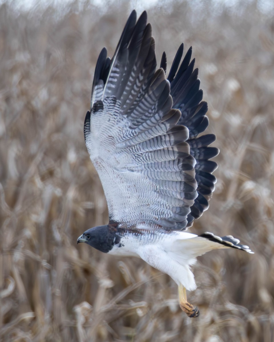 White-tailed Hawk - ML637024341
