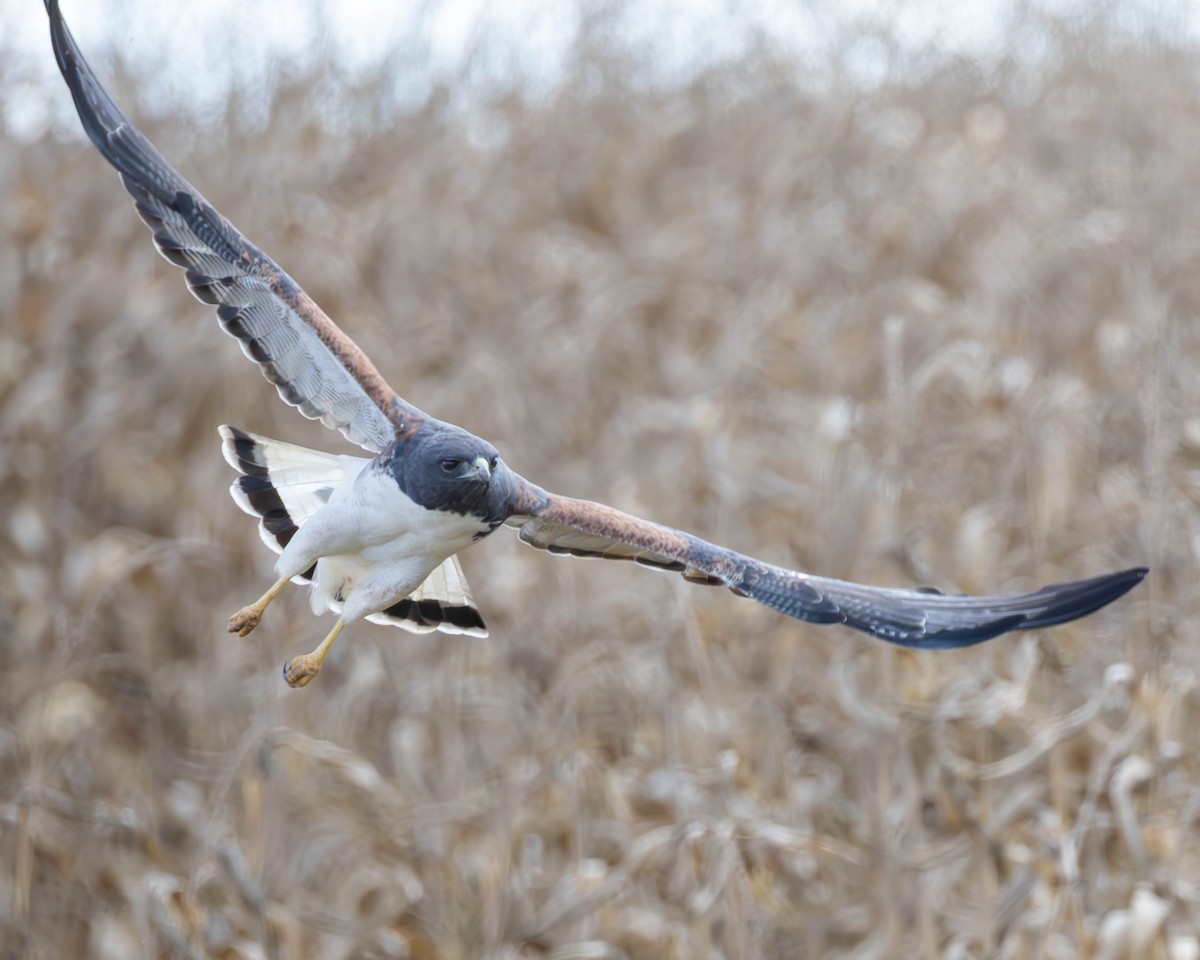 White-tailed Hawk - ML637024345