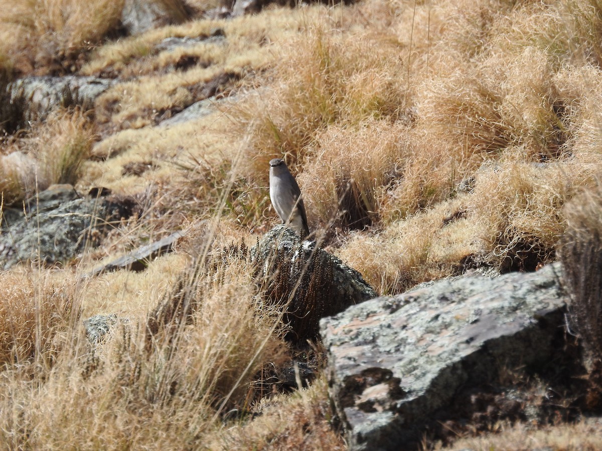 Cinereous Ground-Tyrant - ML637024466