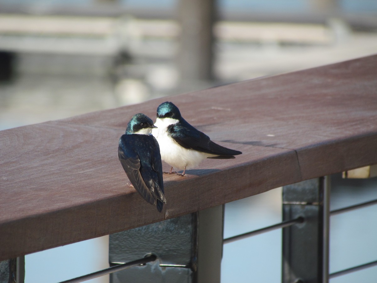 Tree Swallow - ML637024469