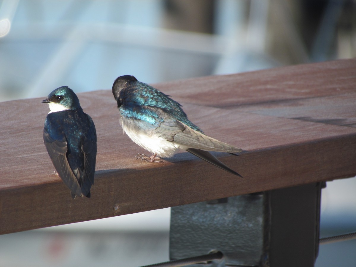 Tree Swallow - ML637024470