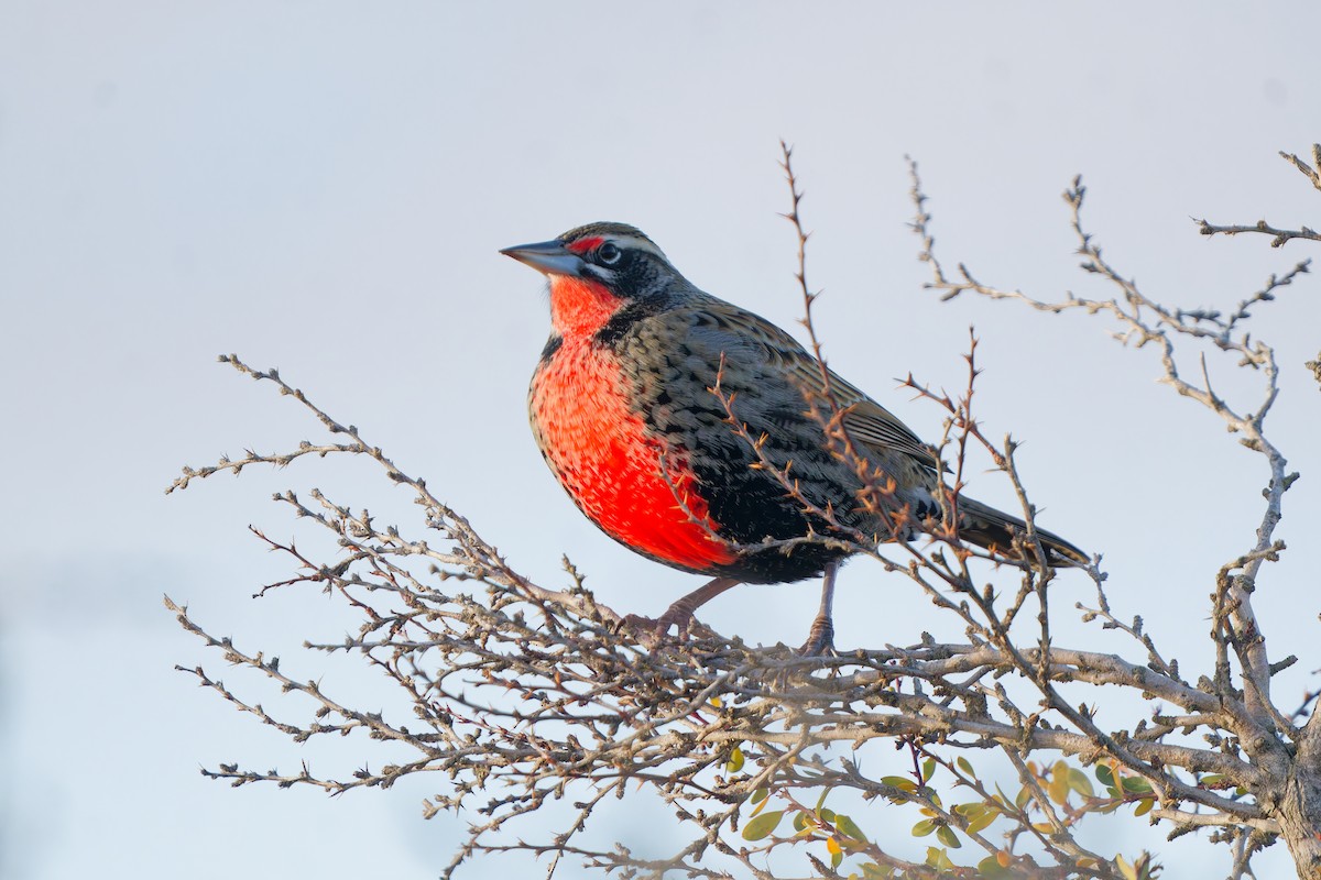 Long-tailed Meadowlark - ML637024517