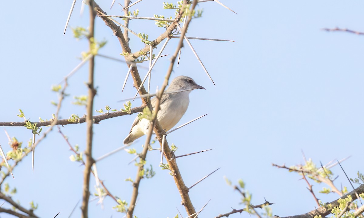Yellow-vented Eremomela - ML637024551